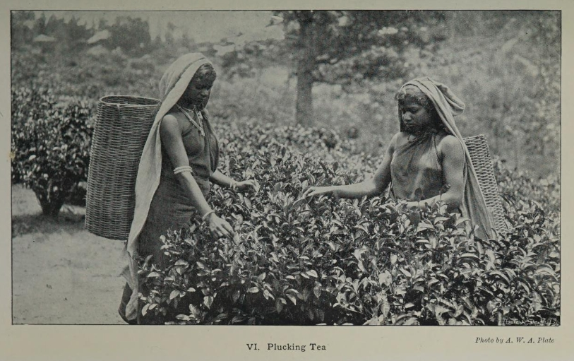 Женщины, собирающие чай.  Фотограф/Издатель: A.W.A. Plâtés// фото из открытых источников интернет