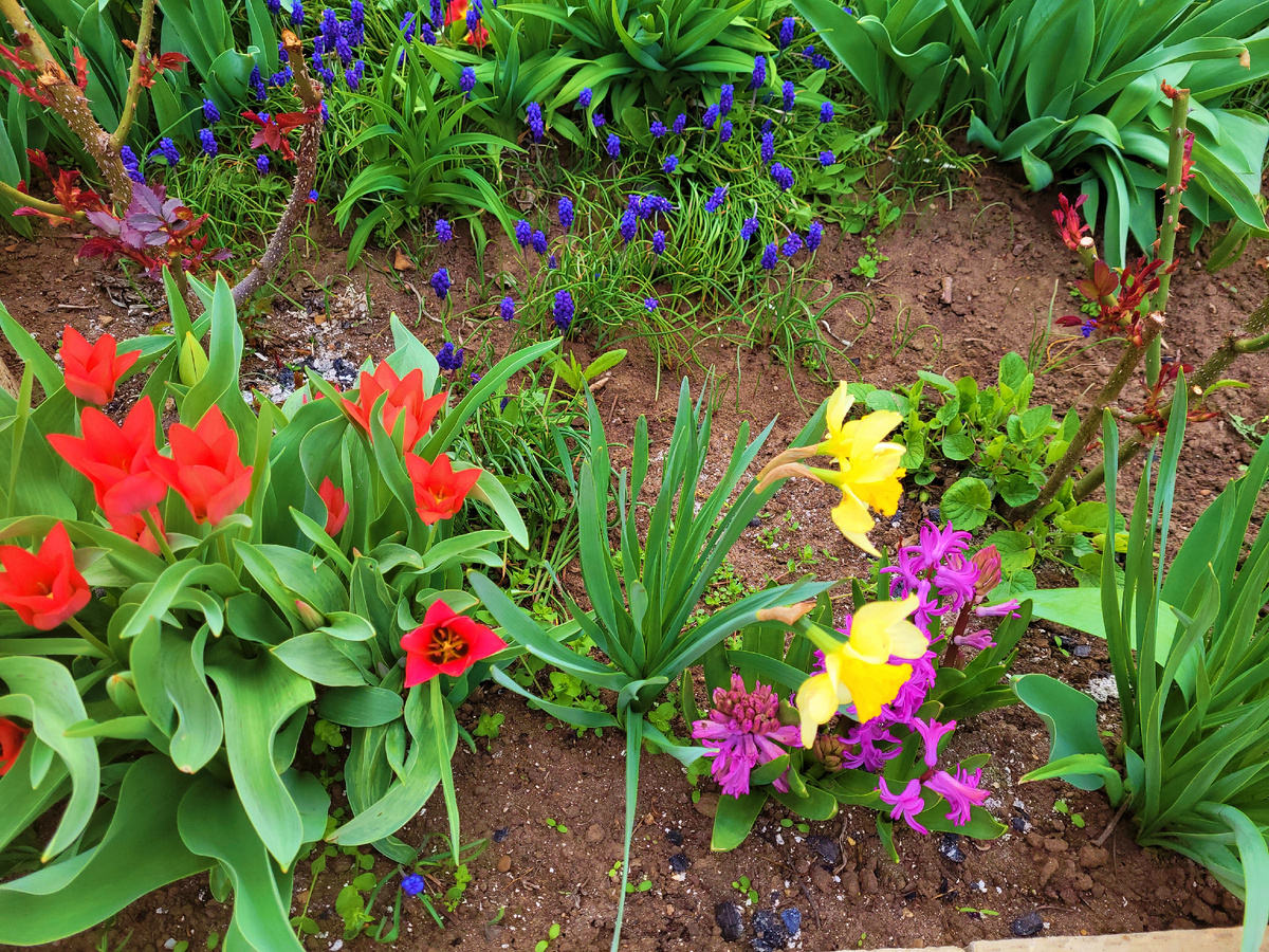 Яркие  весенние цветы