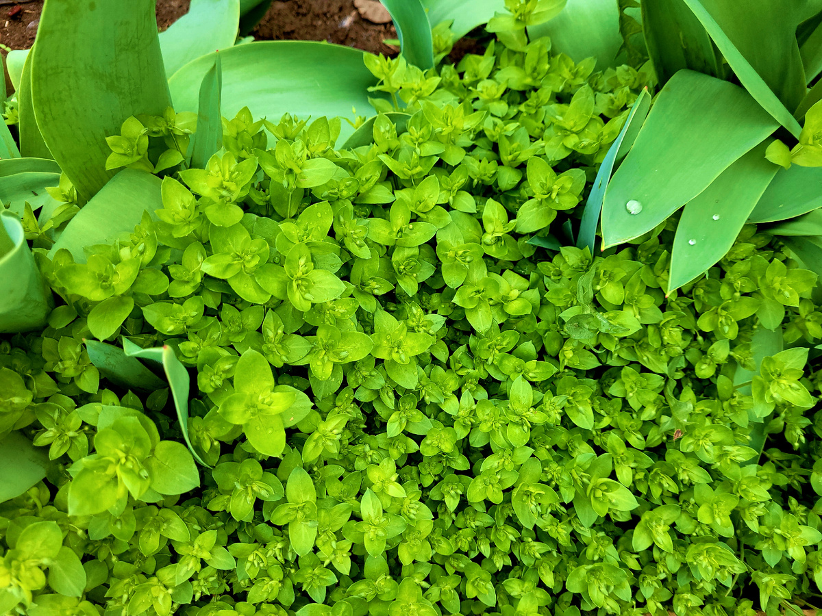 Ковер из мокрицы среди тюльпанов