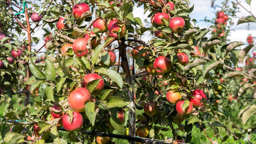 Фото: Олег Харсеев / Коммерсантъ