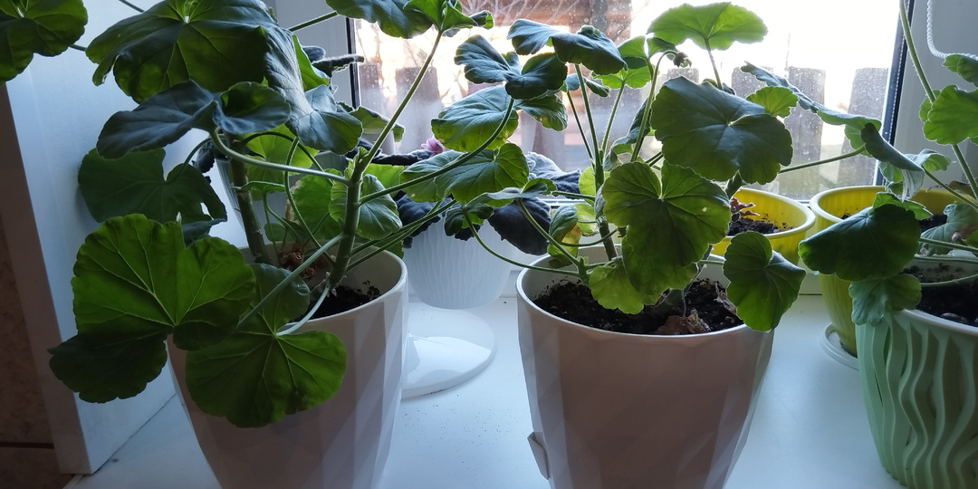 Для подкормки герани для обильного цветения в домашних условиях