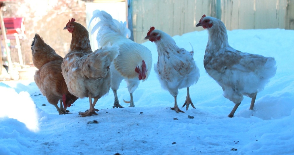 Как при покупке отличить старую несушку от молодой — определяем возраст кур, индюшек, уток и гусынь