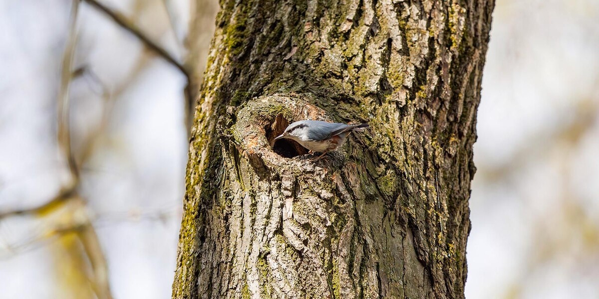 Обыкновенный поползень