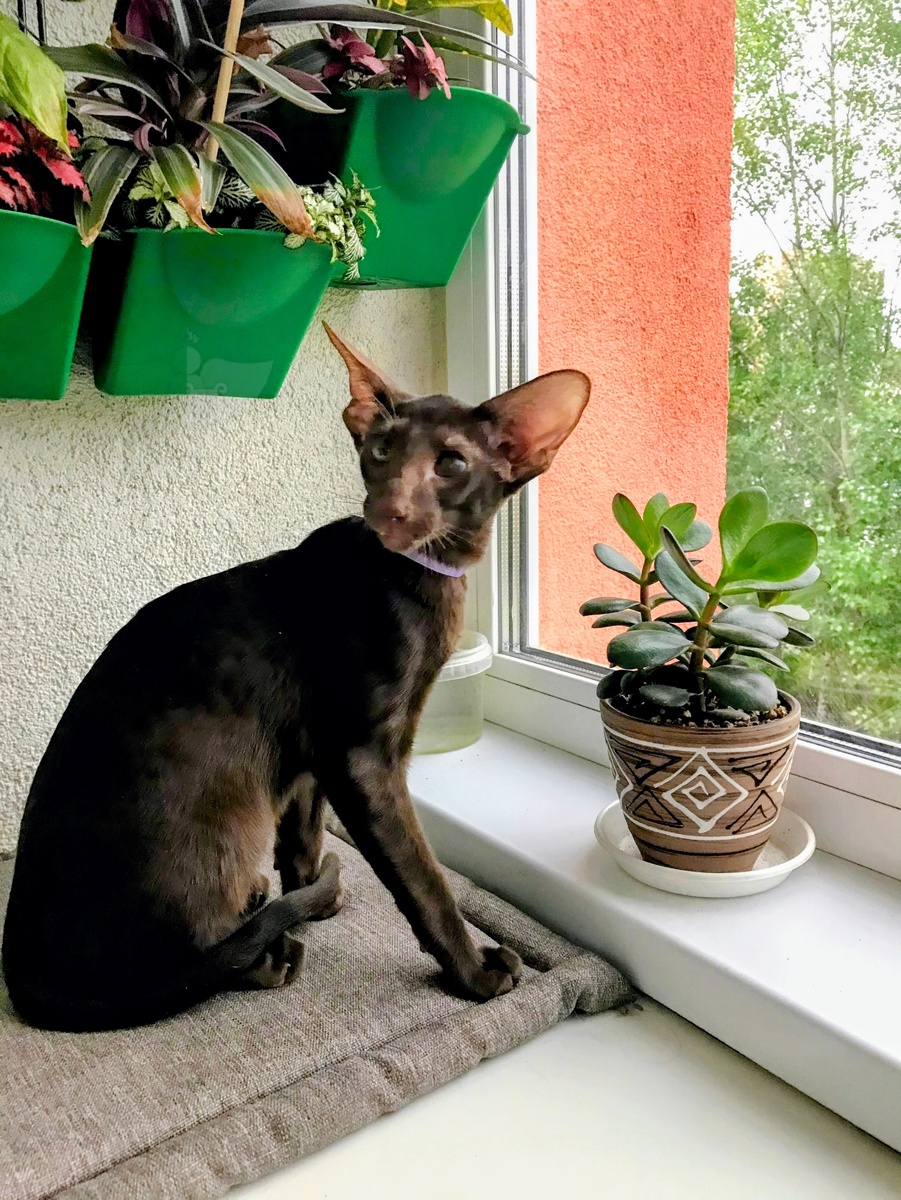 Неописуемость великолепия питомца