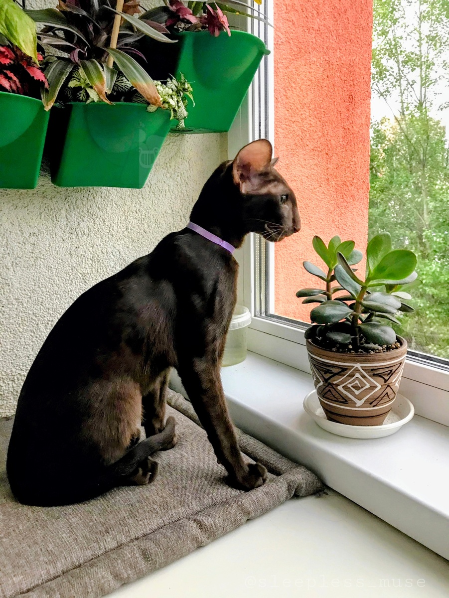 Наблюдение за окрестностями