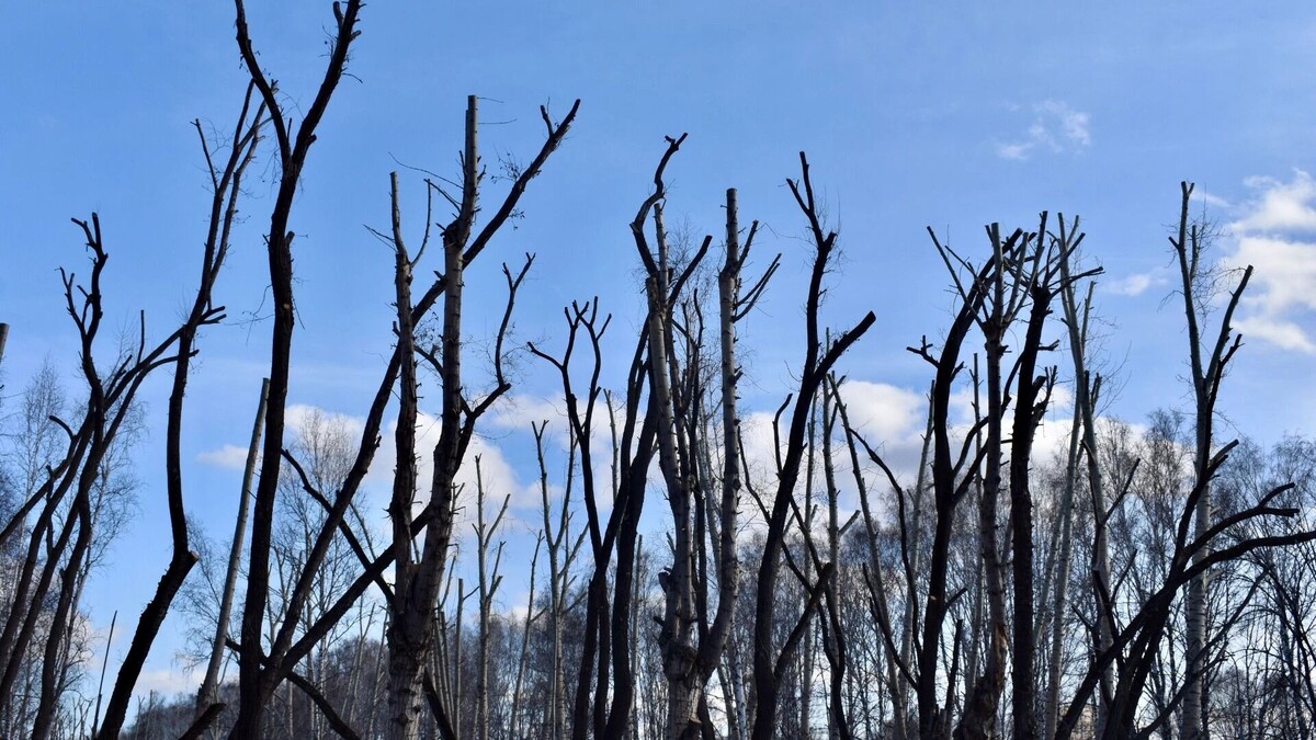     Источник: 1MI