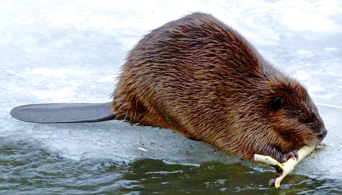 Лат. Castor fiber. Источник фото: bibia.ru