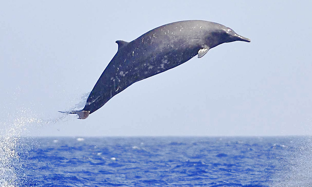 Лат. Ziphiidae. Источник фото: naked-science.ru