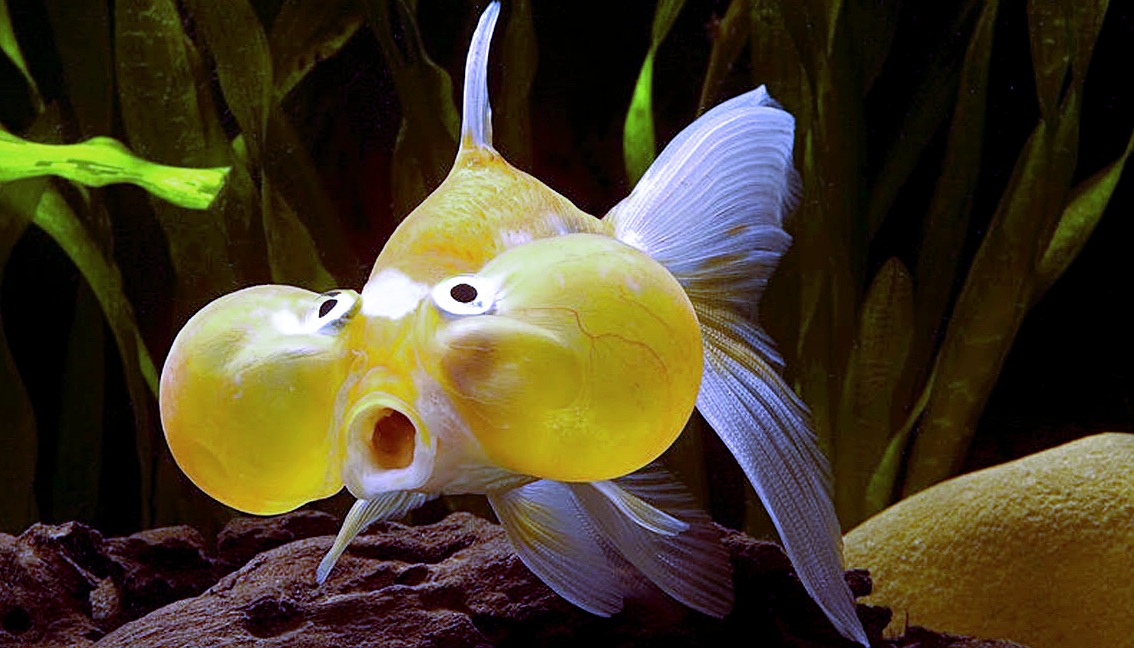 Лат. Carassius gibelio, снимок: apkpure.com