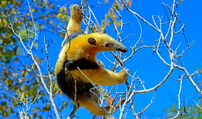 Лат. Tamandua tetradactyla. Источник фото: medium.com
