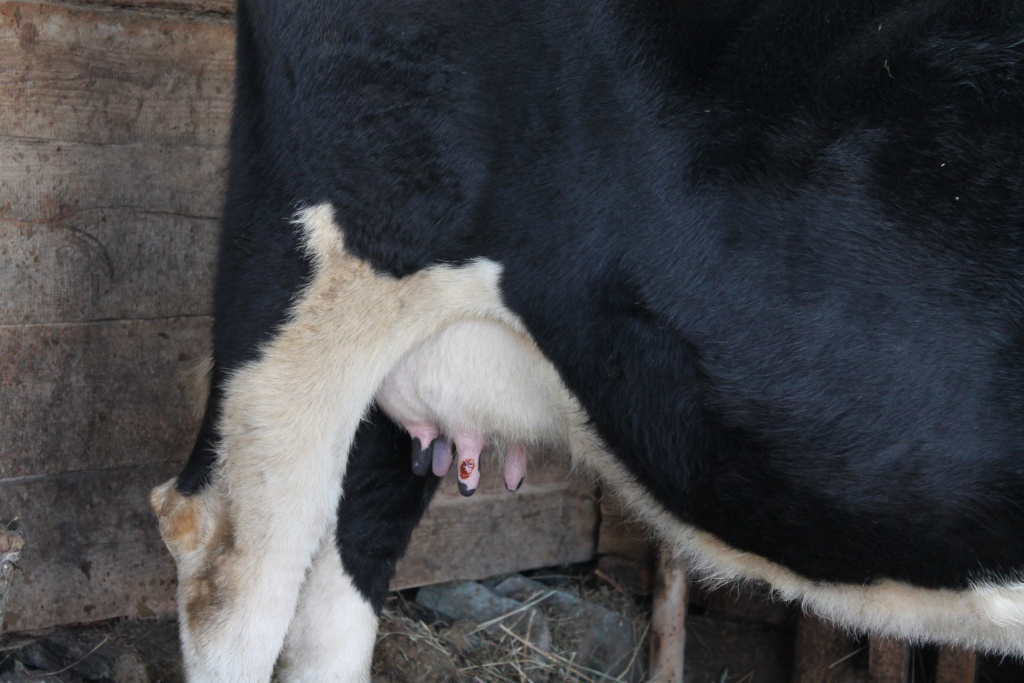  Рана на вымени коровы