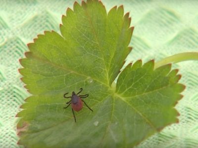    Фото: ГТРК Карелия