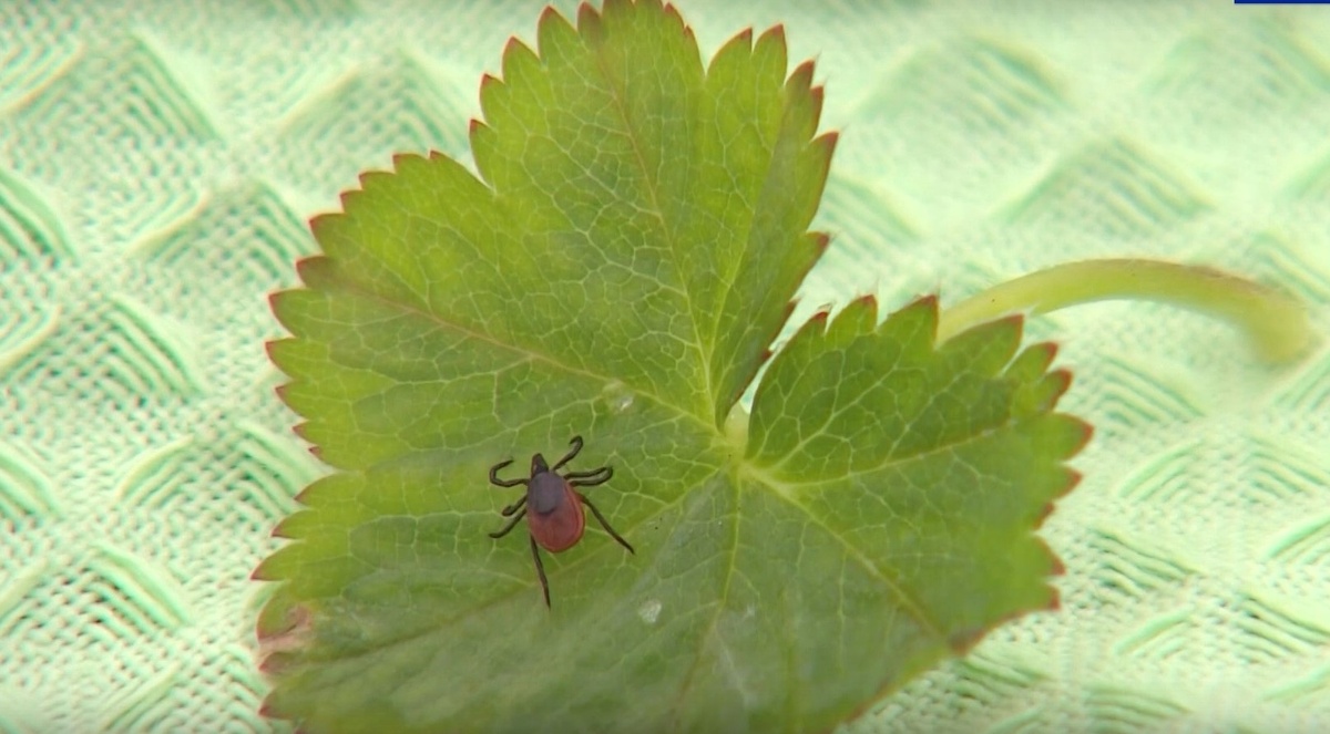    Фото: ГТРК Карелия