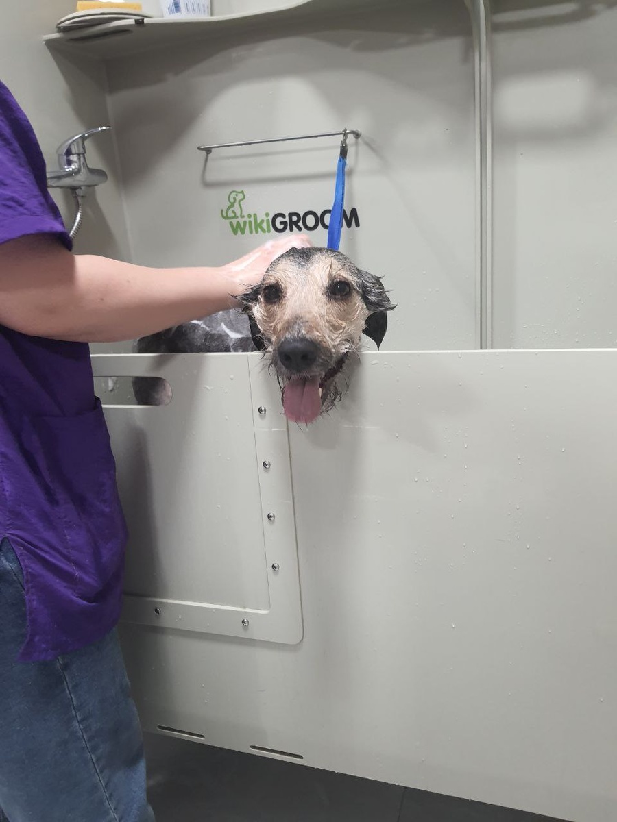 Каждая собака заслуживает внимания и ухода, независимо от происхождения. Многие считают, что беспородные питомцы не нуждаются в регулярном груминге, но это заблуждение. Дворняжки, как и породистые собаки, требуют заботы, чтобы оставаться здоровыми и счастливыми.   Основные правила ухода за собакой без породы:  1. Шерсть  Регулярное расчёсывание (1-2 раза в неделю) предотвращает образование колтунов, удаляет отмершие волоски и стимулирует кровообращение. Даже короткошёрстным собакам полезен массаж щёткой.  2. КупаниеИспользуйте шампуни, подходящие для типа кожи и шерсти. Частота купания зависит от образа жизни: обычно достаточно 1 раза в 2-3 месяца. Избегайте частого мытья — это может нарушить pH кожи.  3. Уши и глаза Проверяйте уши еженедельно на наличие загрязнений или неприятного запаха. Очищайте их специальным лосьоном. Глаза протирайте ватным диском, смоченным в кипячёной воде.  4. ЗубыЧистка зубов 2-3 раза в неделю предотвращает образование налёта и болезни дёсен. Используйте ветеринарную пасту и мягкую щётку.  5. КогтиПодстригайте когти по мере отрастания (обычно раз в 3-4 недели). Если слышен стук по полу — пора браться за когтерез.  6. Здоровье кожиОсматривайте кожу на предмет покраснений, сыпи или паразитов. Сезонная обработка от блох и клещей обязательна.  Почему это важно?  Беспородные собаки часто обладают крепким здоровьем, но без ухода даже у них могут возникнуть проблемы: кожные заболевания, отиты, болезни зубов. Регулярный груминг — это не только красота, но и профилактика.  Индивидуальный подход  У каждой собаки, даже без породы, есть особенности. Длинная шерсть, чувствительная кожа, активный образ жизни — всё это влияет на выбор процедур. Проконсультируйтесь с грумером, чтобы подобрать оптимальный уход.  Помните: забота о питомце — признак любви и ответственности. Дворняжки дарят нам столько же тепла, сколько породистые собаки, и заслуживают такого же внимания.