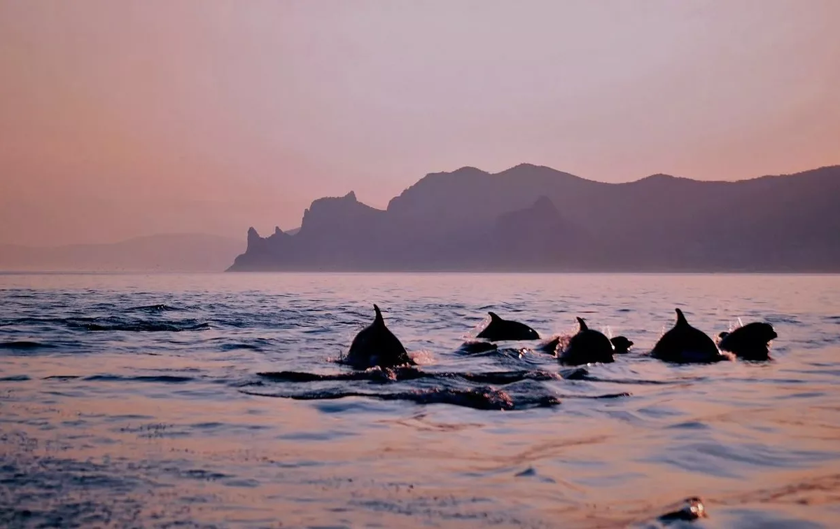 © Рустам Алиев