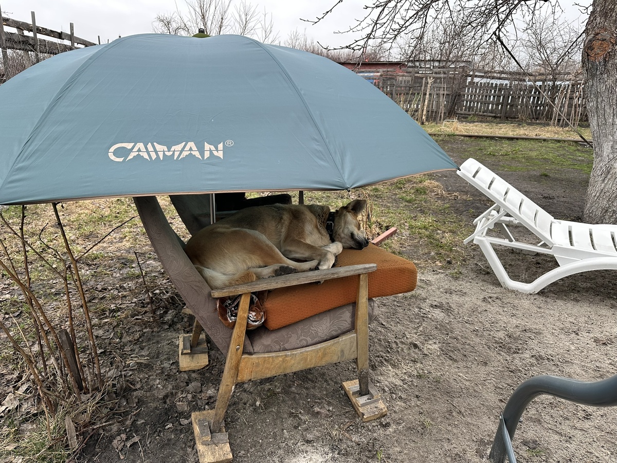 Пальма спит и ничего не слышит.