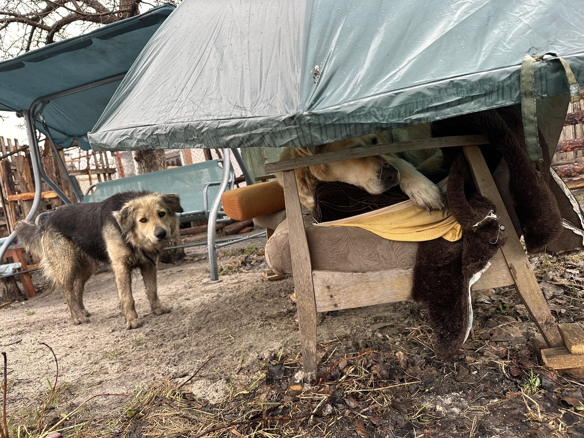 Муха. Я тоже так хочу.