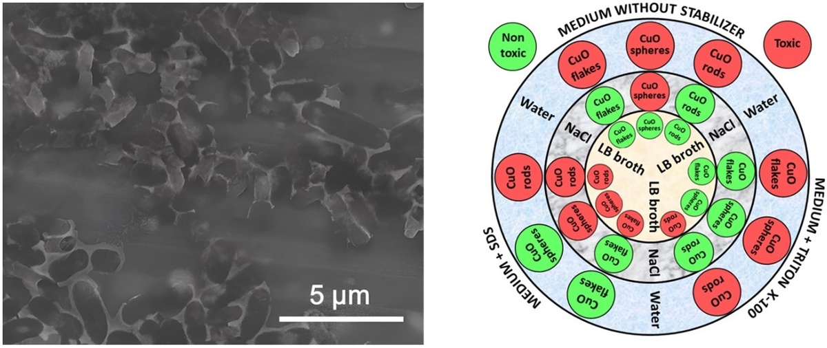 Исследованные бактерии и схема, отражающая связь антибактериальных эффектов наночастиц оксида меди с их формой, а также химическим составом среды и коллоидного стабилизатора. Источник: Zakharova et al. / Nanomaterials