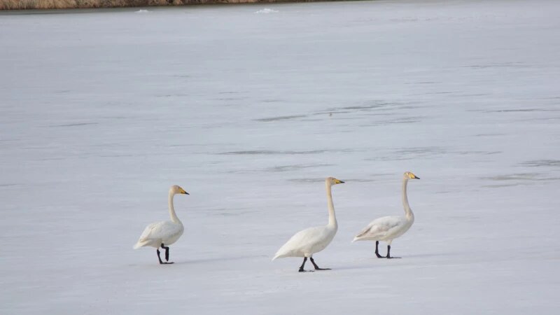     Лебеди-кликуны. ВК сообщество «Топай лесом»