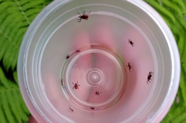    Средняя продолжительность жизни клеща - около трех лет. Фото: АиФ/ Евгения Гаева