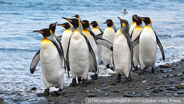     Фото: GTW/imageBROKER.com/Global Look Press   
 Текст: Александра Юдина