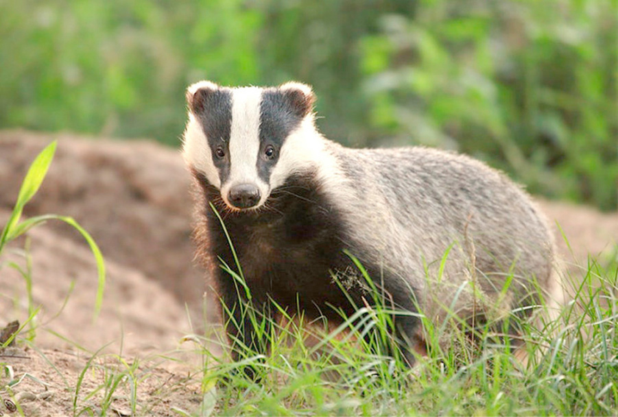     А вы знаете, какие животные и растения Копыльского района включены в Красную книгу?
