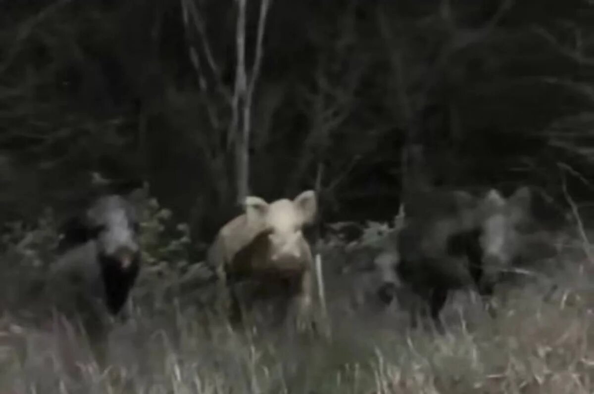    Жители Железноводска засняли «трёх поросят» на въезде в город