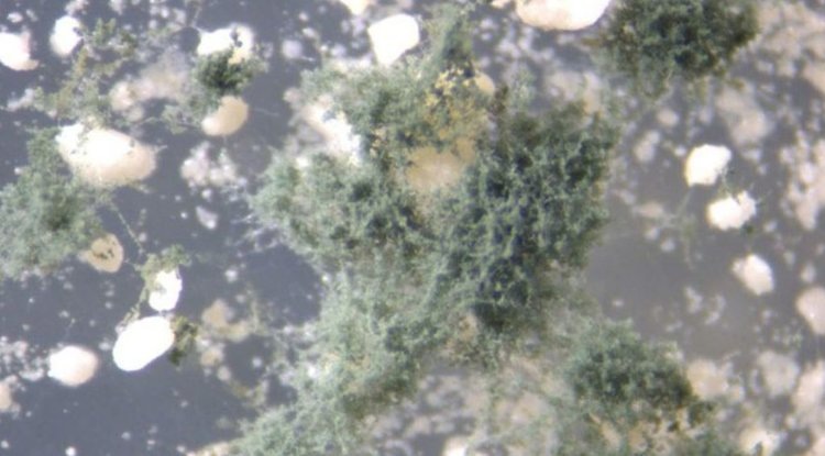    Триходерма получила кардинальный рисовый апгрейд в Бразилии