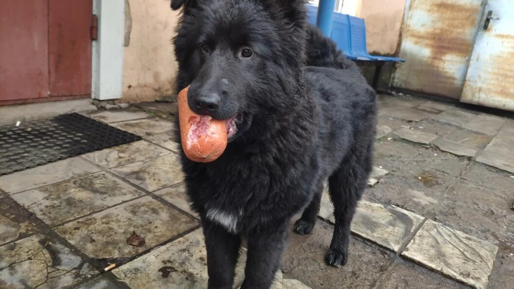    Фото: Олег Рукавицын/Царьград