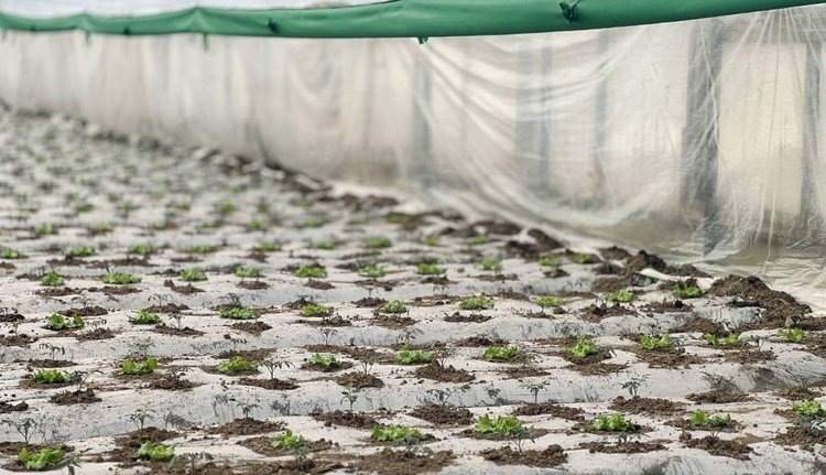    В малой посевной кампании Сахалина предстоит вырастить 11 млн штук рассады