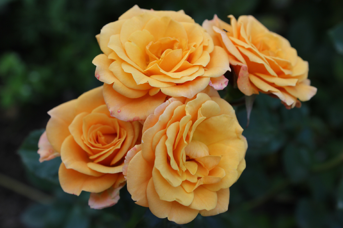 мои розочки