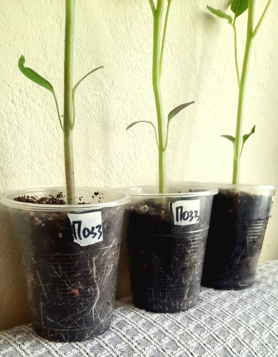 Фото автора. 3 апреля 2025г.