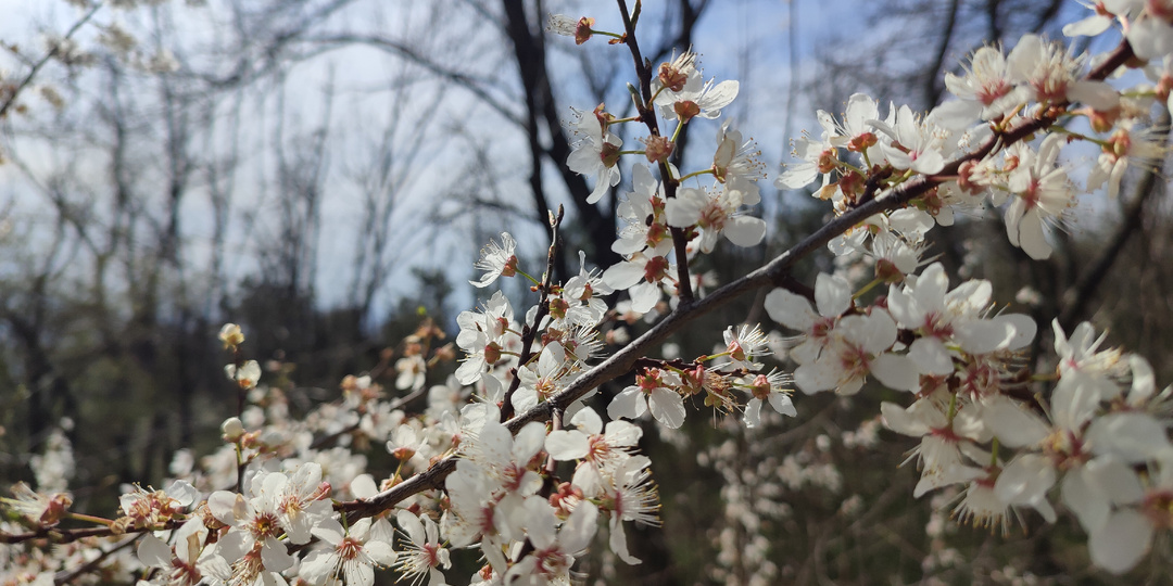 На Кавминводах расцвели сады и лес зеленеет