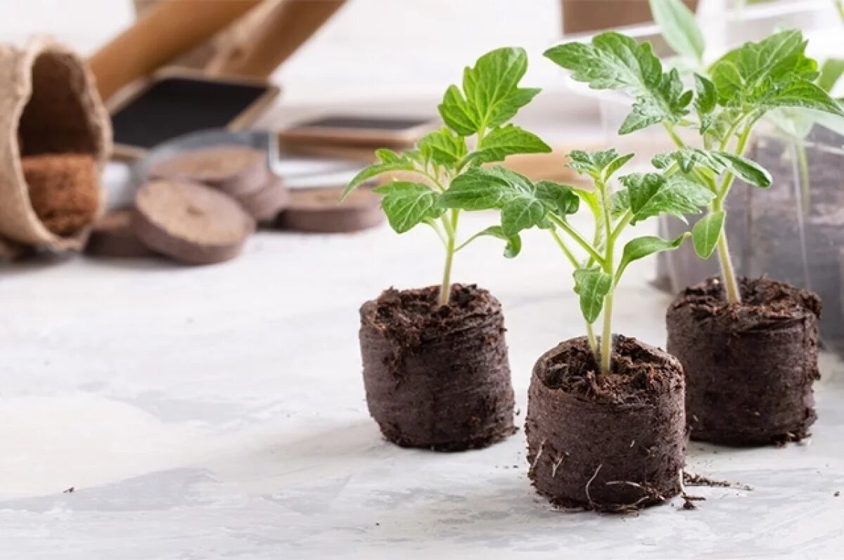    Мастер-класс.