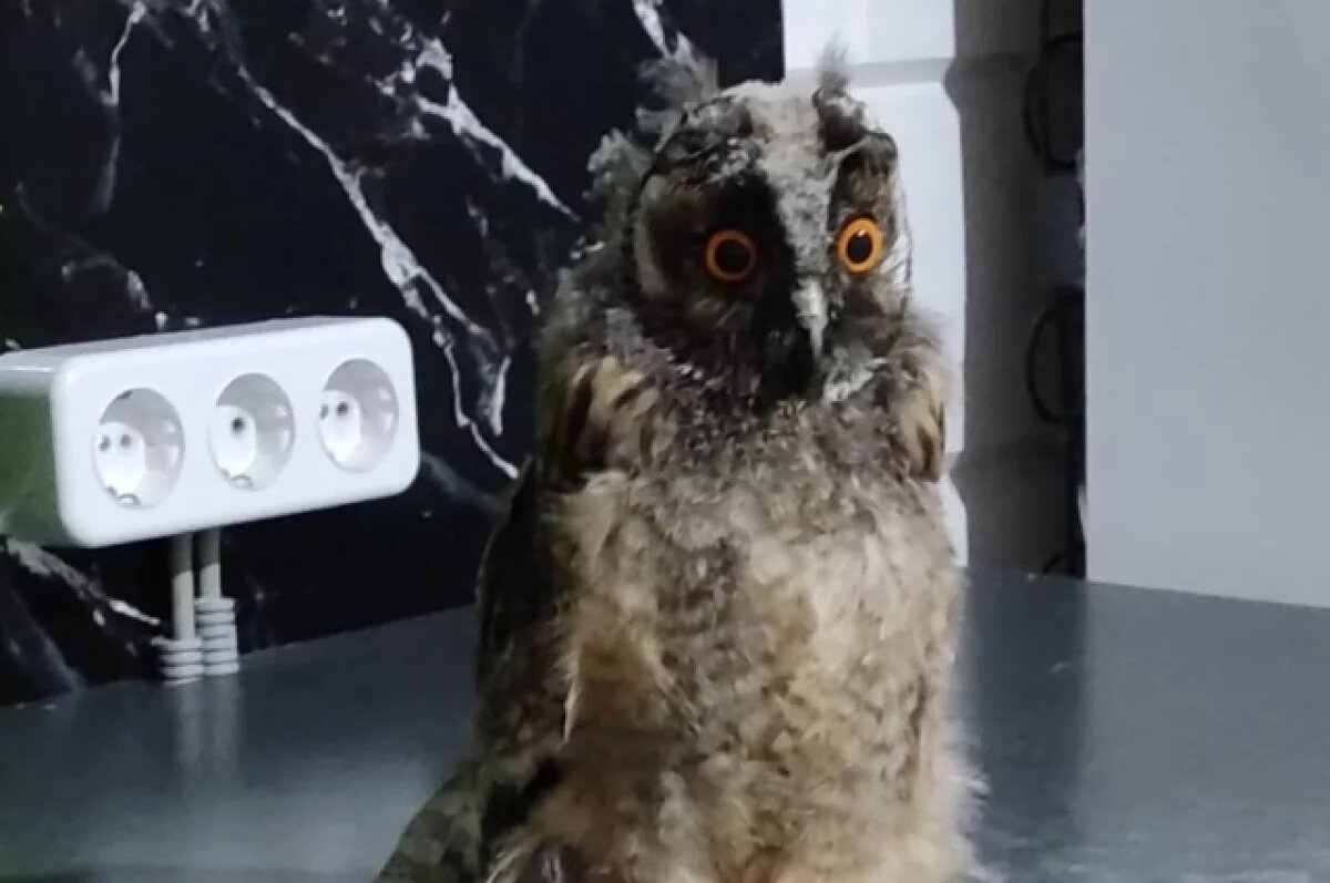    На Алтае сотрудники питомника спасли уникального совенка