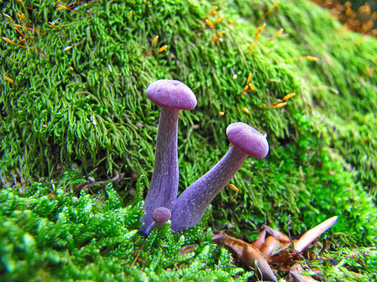 Фото: Григорий Прокопов 