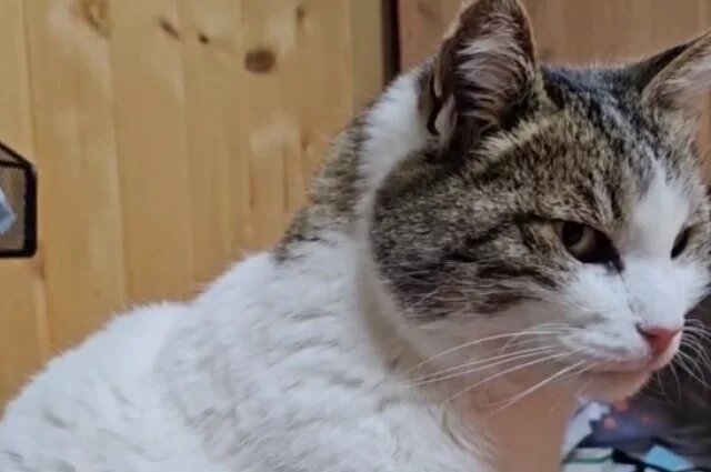    Где будет жить спасенная в Крыму кошка Муся?