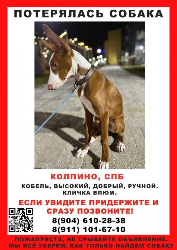    Объявление о пропаже Блюма