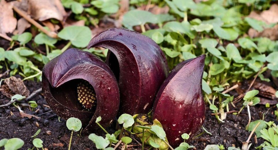    Пресс-служба Аптекарского огорода МГУ