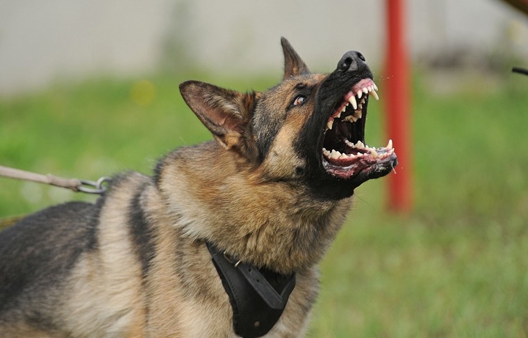    Shutterstock/FOTODOM