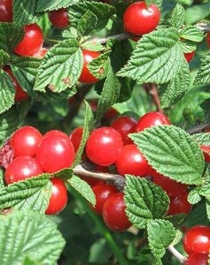 вишня войлочная