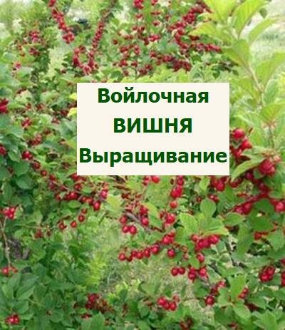 вишня войлочная куст
