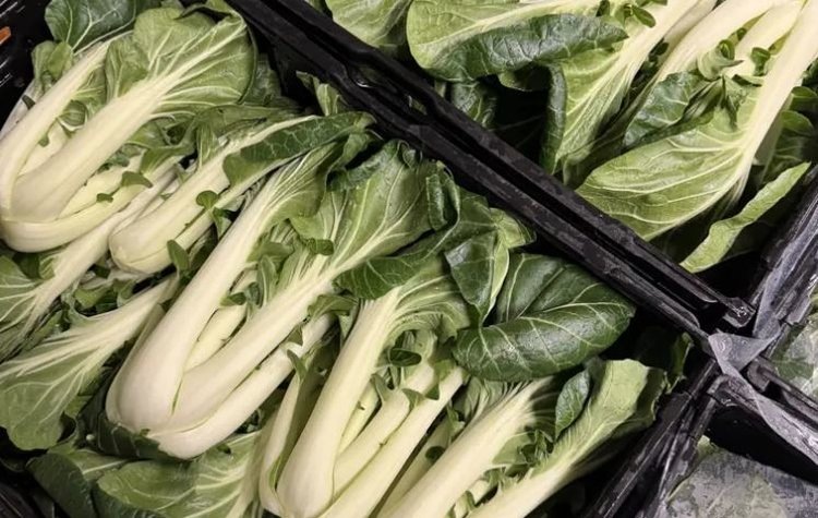    Способность пак-чоя к накоплению полезных веществ сделали его важной овощной культурой в Швейцарии