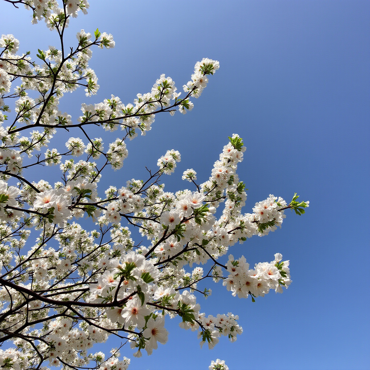“Замедлитесь, вдохните аромат, почувствуйте радость. Наслаждайтесь моментом осознанно.”