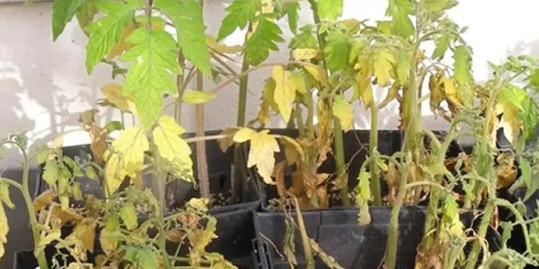 Восстанавливаю хилую рассаду простым раствором за 20 рублей. Опытный садовод поделился проверенной формулой