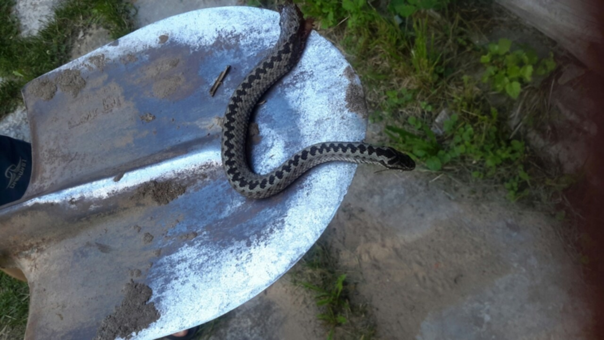 Какая-то странная картошка в этом сезоне...