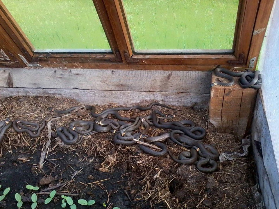 Ура, змеи в теплице проросли! 