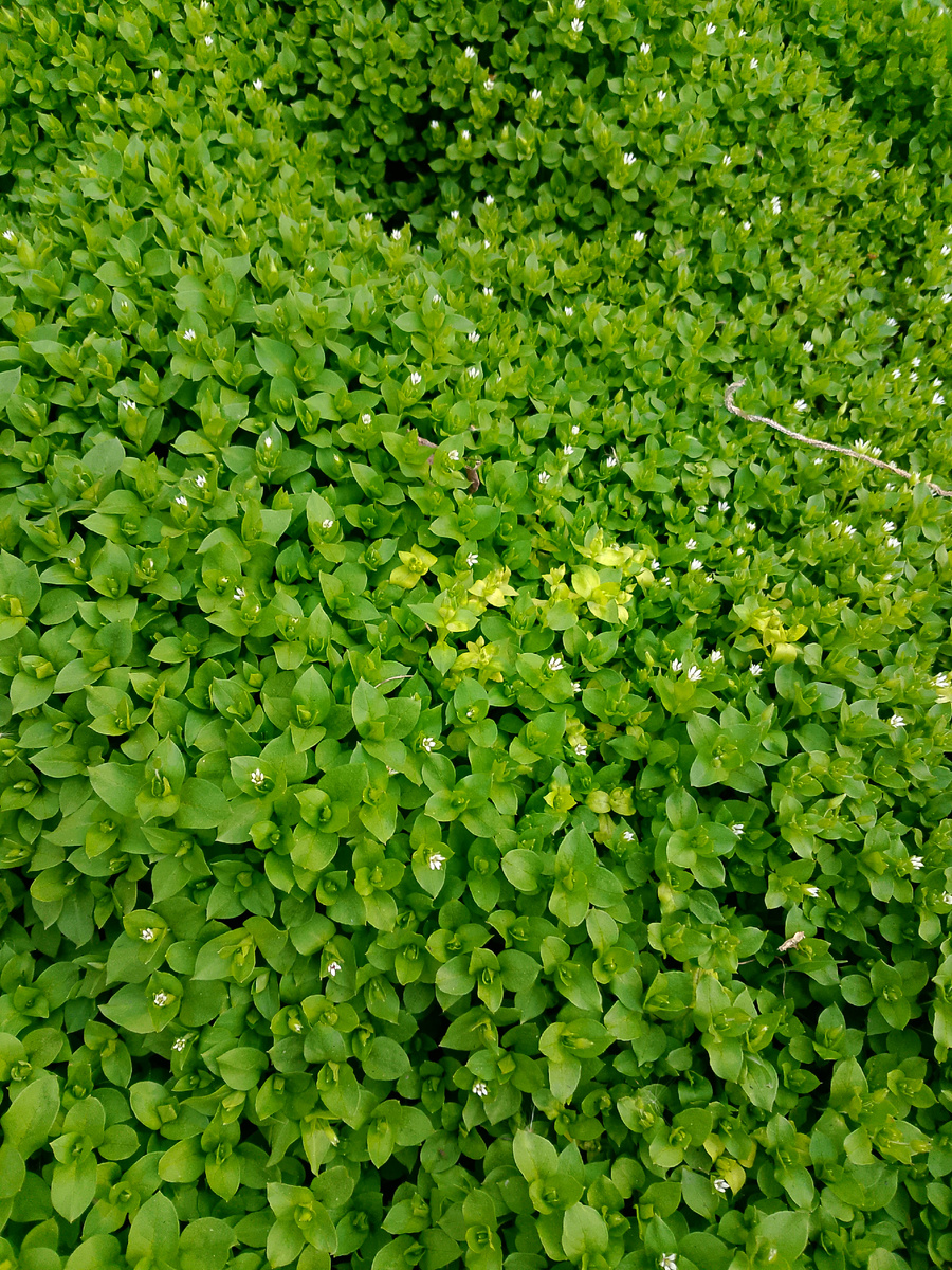 Фото автора/В моем огороде. Это растение названо за его особенность произрастать во влажных местах, а ботаническое его название – звездчатка обыкновенная и оно сложилось благодаря сходству его цветочков со звездами. 