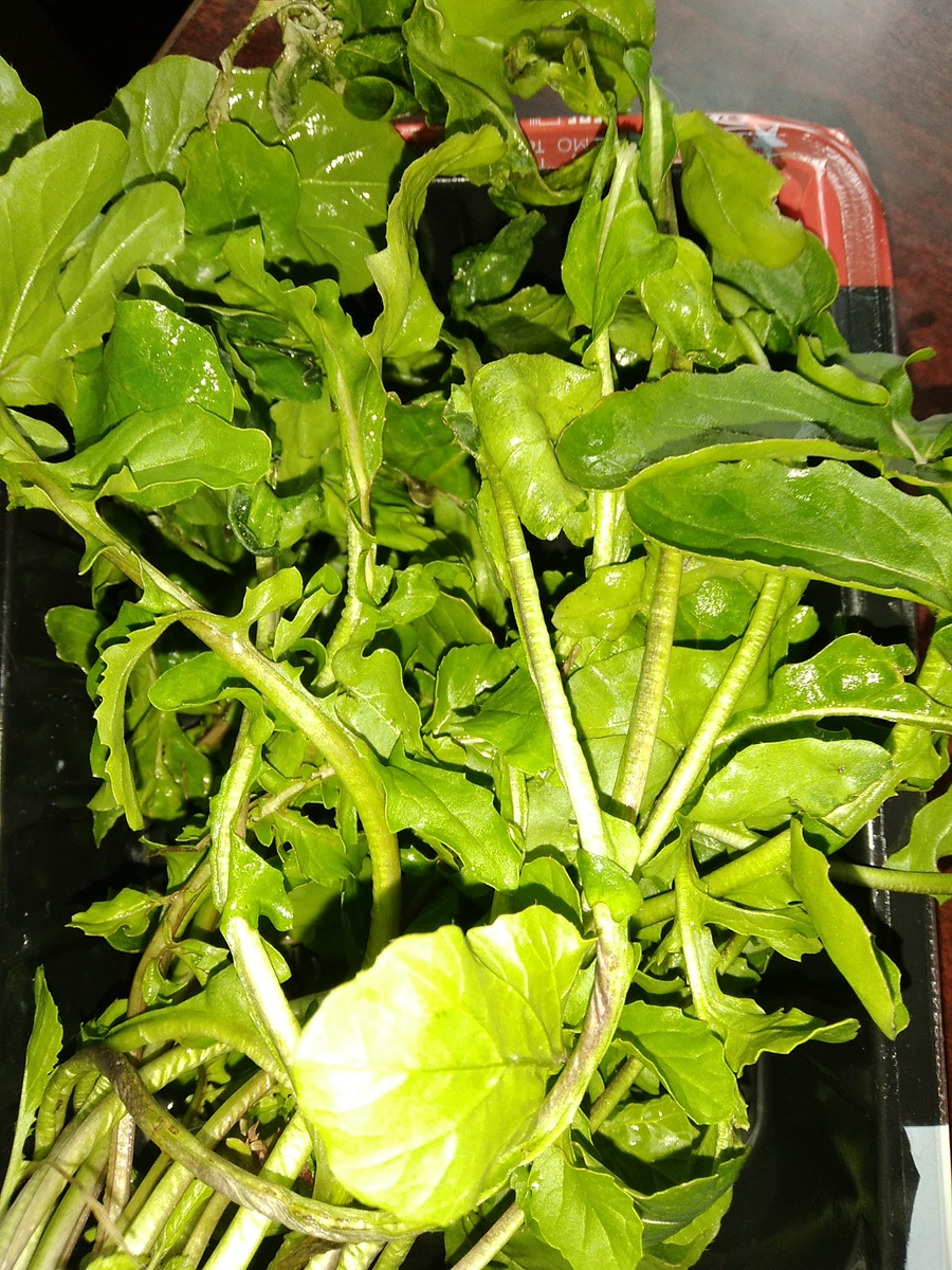 Фото автора/Февральская руккола