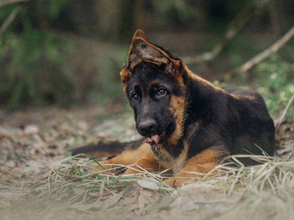     Микая. Фото: Анна Свиридова